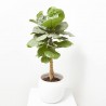 FICUS LYRATA COPA MACETA 27CM