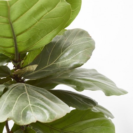 FICUS LYRATA COPA MACETA 27CM