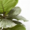 FICUS LYRATA COPA MACETA 27CM