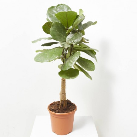 FICUS LYRATA COPA MACETA 27CM