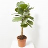 FICUS LYRATA COPA MACETA 27CM