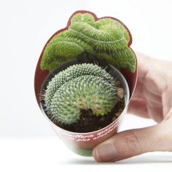 MAMMILLARIA UN PICO CRESTATA M-6.5