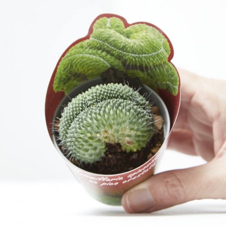 MAMMILLARIA UN PICO CRESTATA M-6.5