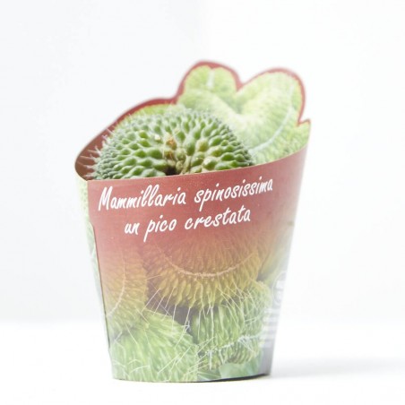 MAMMILLARIA UN PICO CRESTATA M-6.5