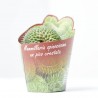 MAMMILLARIA UN PICO CRESTATA M-6.5