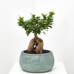 FICUS MICROCARPA TARRINA