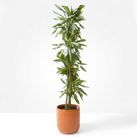 DRACENA SILINDRO MACETA 25CM