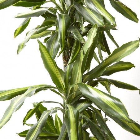 DRACENA SILINDRO MACETA 25CM