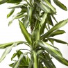 DRACENA SILINDRO MACETA 25CM