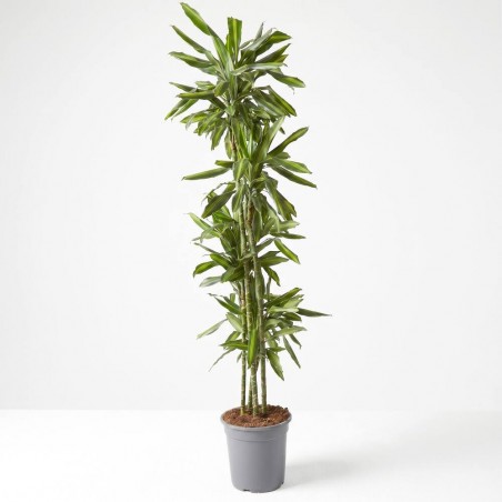 DRACENA SILINDRO MACETA 25CM