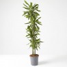 DRACENA SILINDRO MACETA 25CM