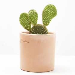 OPUNTIA M-11 VARIEDADES