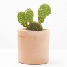 OPUNTIA M-11 VARIEDADES