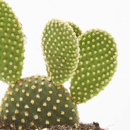 OPUNTIA M-11 VARIEDADES