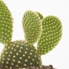 OPUNTIA M-11 VARIEDADES