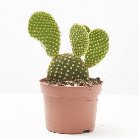 OPUNTIA M-11 VARIEDADES
