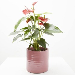 ANTHURIUM BABY RED M-14