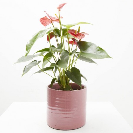 ANTHURIUM BABY RED M-14