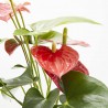 ANTHURIUM BABY RED M-14