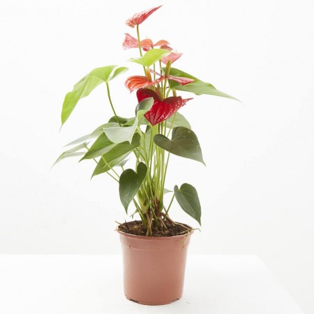 ANTHURIUM BABY RED M-14