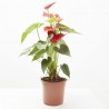ANTHURIUM BABY RED M-14