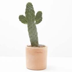 OPUNTIA CONSOLEA M-13