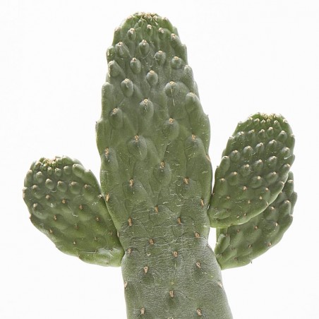 OPUNTIA CONSOLEA M-13