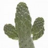 OPUNTIA CONSOLEA M-13