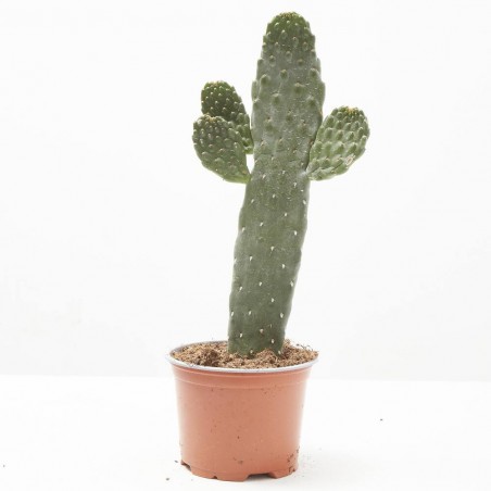 OPUNTIA CONSOLEA M-13