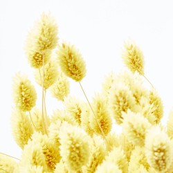 Phalaris amarillo