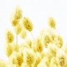 Phalaris amarillo