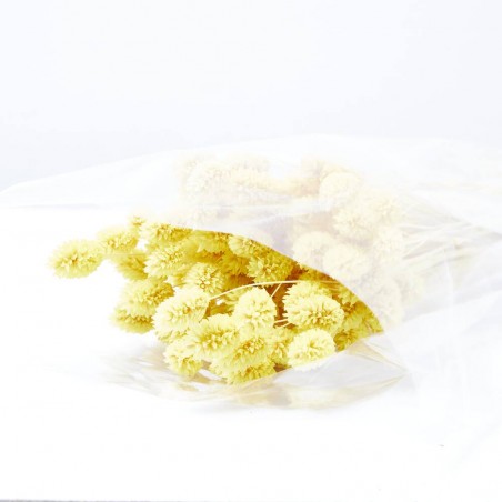 Phalaris amarillo