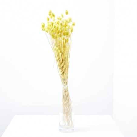 Phalaris amarillo
