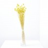 Phalaris amarillo