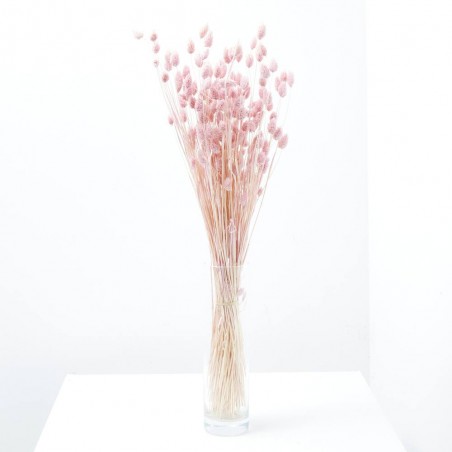 Phalaris rosa