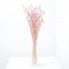 Phalaris rosa