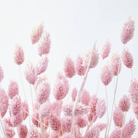 Phalaris rosa