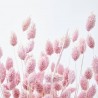 Phalaris rosa