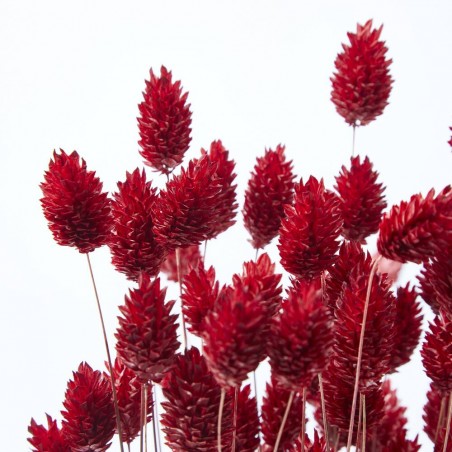 Phalaris rojo