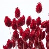 Phalaris rojo