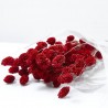 Phalaris rojo