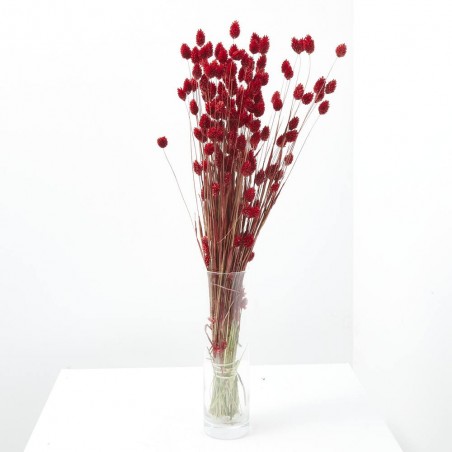 Phalaris rojo