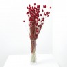 Phalaris rojo