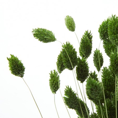 Phalaris verde inglés