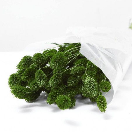 Phalaris verde inglés