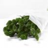 Phalaris verde inglés
