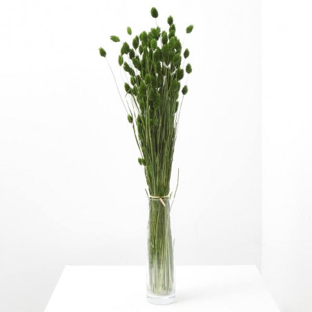 Phalaris verde inglés