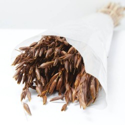 Avena sativa marrón