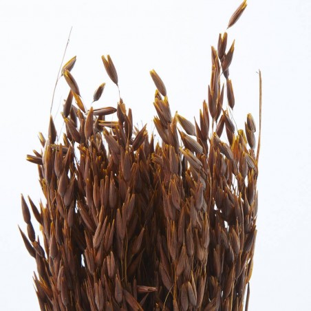 Avena sativa marrón