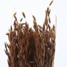 Avena sativa marrón